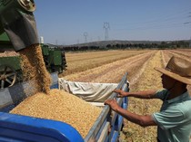 Meski Dilanda Kekeringan, Petani di China Tetap Panen Gandum