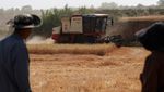 Meski Dilanda Kekeringan, Petani di China Tetap Panen Gandum