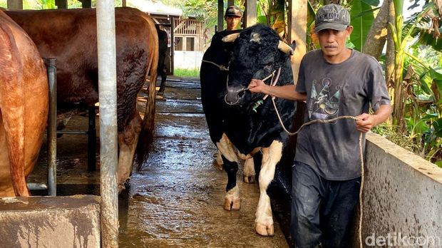 Penampakan sapi jenis Belgian blue di salah satu peternakan di Bandung