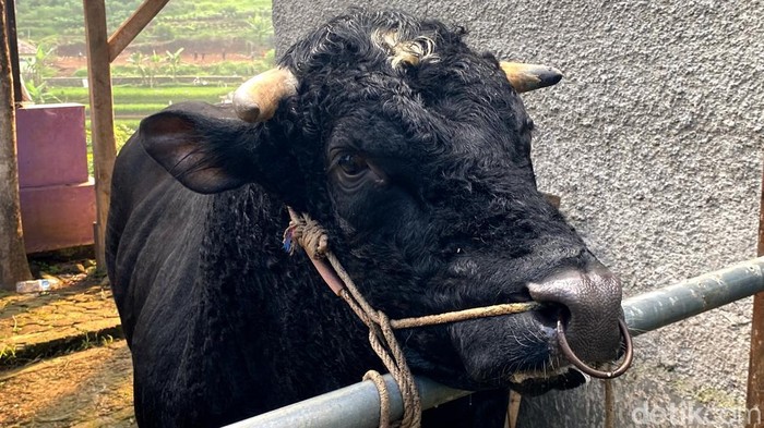 Penampakan sapi jenis Belgian blue di salah satu peternakan di Bandung.