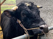 Gaharnya Gatot Kaca, Sapi Belgian Blue Berbobot 1,1 Ton