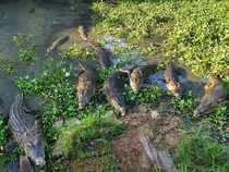 Penangkaran Buaya Teritip, Wisata Ekstrem di Balikpapan