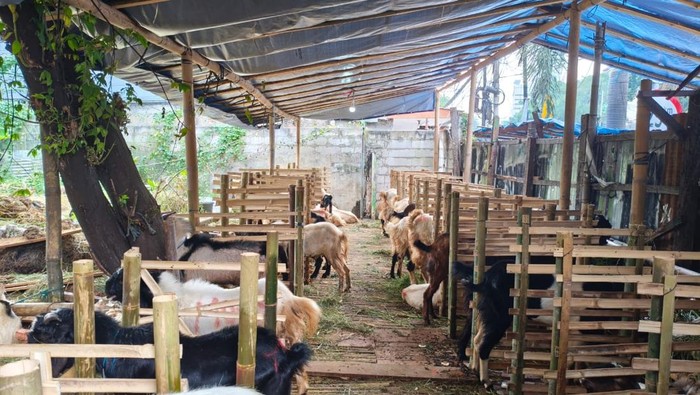 Penjualan hewan kurban milik Ichsan di Tanah Abang (Fadil/detikcom)