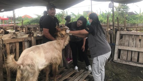 Petugas Dinas Pertanian (Distan) Kota Denpasar saat mengecek kesehatan hewan kurban di Denpasar, Rabu (4/6/2025). (Foto: Dok. Istimewa)