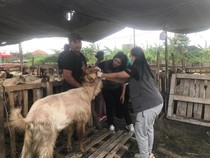 Distan Denpasar Cek Hewan Kurban Jelang Idul Adha, Pastikan Bebas Penyakit