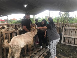 Distan Denpasar Cek Hewan Kurban Jelang Idul Adha, Pastikan Bebas Penyakit