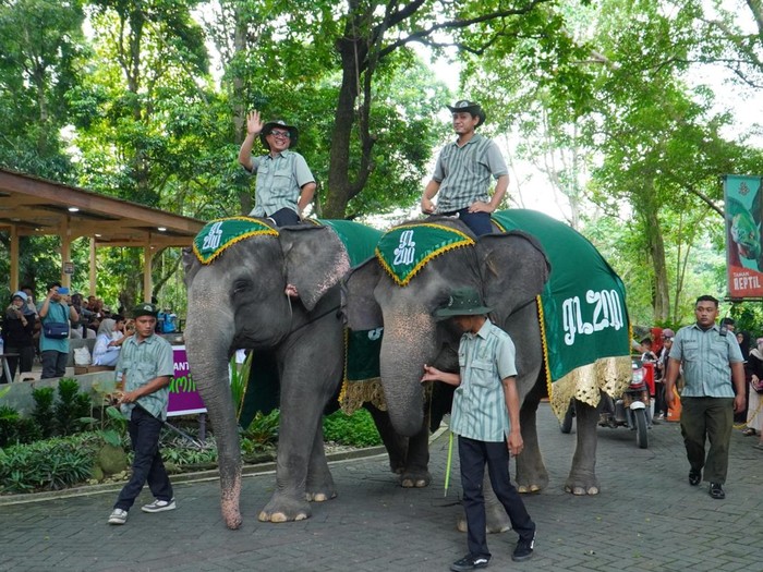Potret gajah ketika event karnaval rutin setiap bulan di dalam area Gembira Loka (GL) Zoo, Jogja. Diunggah Rabu (4/6/2025).