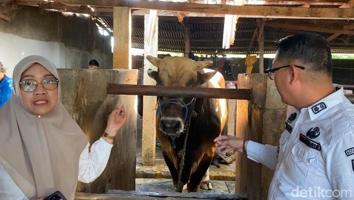 Presiden Prabowo Subianto menyumbang 1 ekor sapi kurban di Parepare.