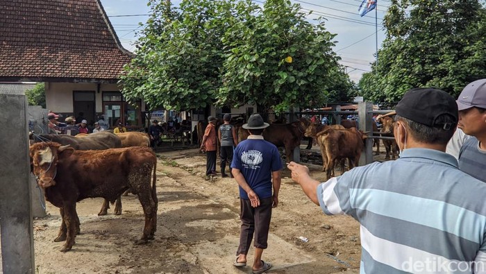 Sapi di Pasar Jetis Ponorogo