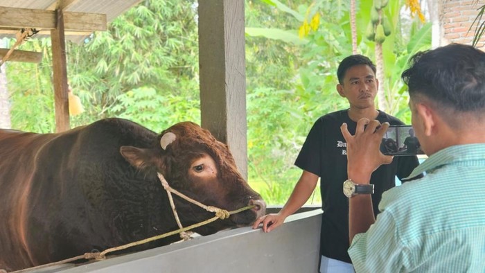 Sapi jenis Limosin yang akan dikurbankan Presiden Prabowo di Bone.