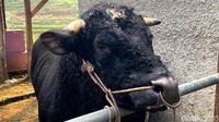 Sapi jenis ini memiliki banyak otot di seluruh bagian tubuhnya dari mulai punggung, paha hingga pantat. Ototnya sangat besar dan menonjol.