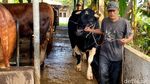 Penampakan 3 Sapi Jumbo Pilihan Prabowo dari Bandung