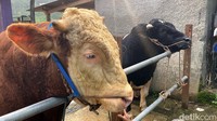 Bibit sapi yang diternakan Vandri berasal dari beberapa wilayah di Jabar seperti dar Subang, Garut dan Lembang, Bandung Barat.