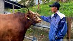 Penampakan 3 Sapi Jumbo Pilihan Prabowo dari Bandung