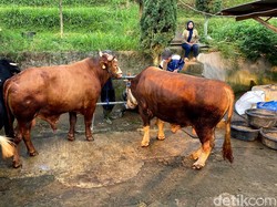 Mengapa Idul Adha Tahun Ini Jadi Paling Ramai di Google?