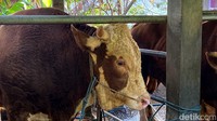 Tiga sapi ini akan disembelih di Istana Negara Bogor, Masjid Al-Ukhuwah Kota Bandung dan Indramayu.