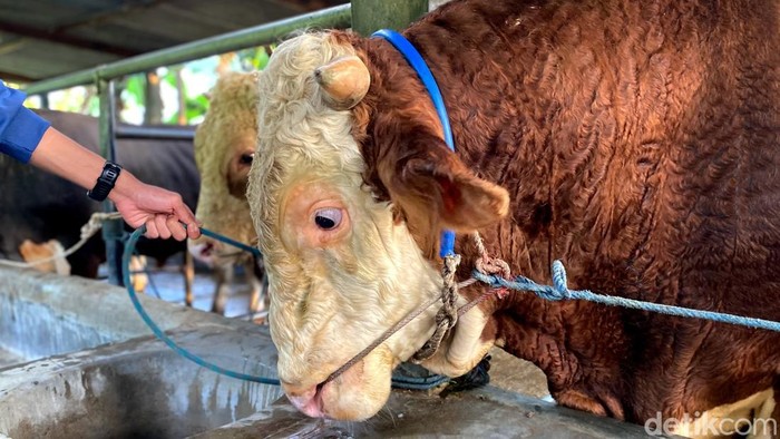 Sapi jumbo pilihan Prabowo Sapi jumbo pilihan Prabowo