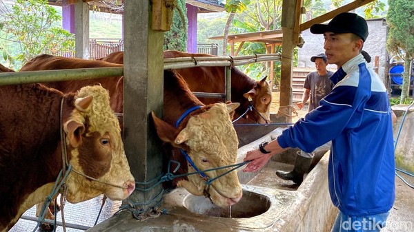 Penampakan 3 Sapi Jumbo Pilihan Prabowo dari Bandung