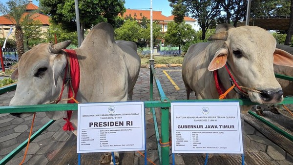 Prabowo Kurban 985 Sapi Idul Adha Langsung Serahkan Untuk Seluruh Provinsi 2 Prabowo Kurban 985 Sapi Idul Adha Langsung Serahkan Untuk Seluruh Provinsi
