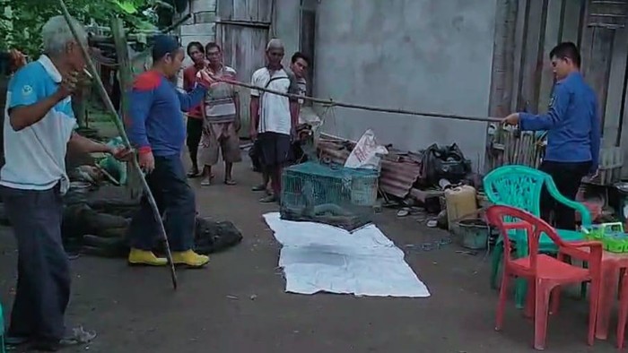 Tim Damkar OKI berhasil mengevakuasi ular kobra sepanjang 4 meter