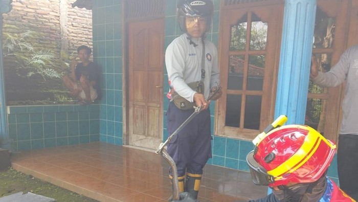 Petugas Damkar Boyolali mengevakuasi ular kobra jawa yang masuk rumah warga.