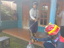 Hii! Ular Kobra Jawa Ngumpet di Sound System Warga Boyolali