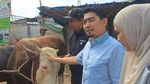 Sapi-sapi Kurban Jumbo Seleb: Milik Raffi Ahmad hingga Inul