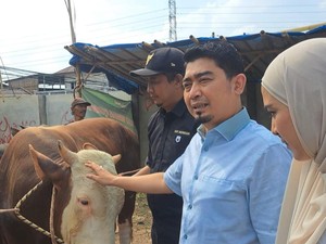 Ustaz Solmed Beli 3 Sapi, Ingatkan Syariat Penyembelihan Hewan Kurban