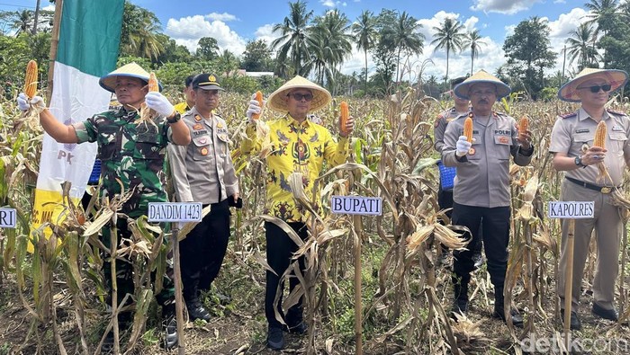 Bupati Soppeng Suwardi Haseng mengikuti panen raya jagung serentak.