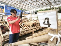 Live dari Kandang, Jurus Pedagang Hewan Kurban Bandung Cari Pembeli