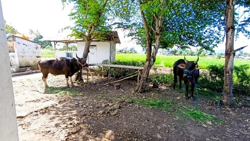 Dua sapi kurban Idul Adha bantuan Presiden Prabowo Subianto untuk umat muslim di Manggarai Timur, NTT. (Istimewa)