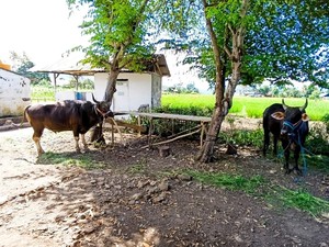 Prabowo Beli Sapi Kurban di Manggarai Timur Senilai Rp 77,5 Juta
