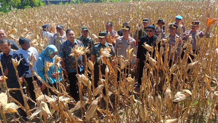 Forkopimda Kota Probolinggo panen raya jagung