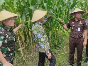 Forkopimda Sidoarjo Panen Raya Jagung Serentak, Dukung Swasembada Pangan