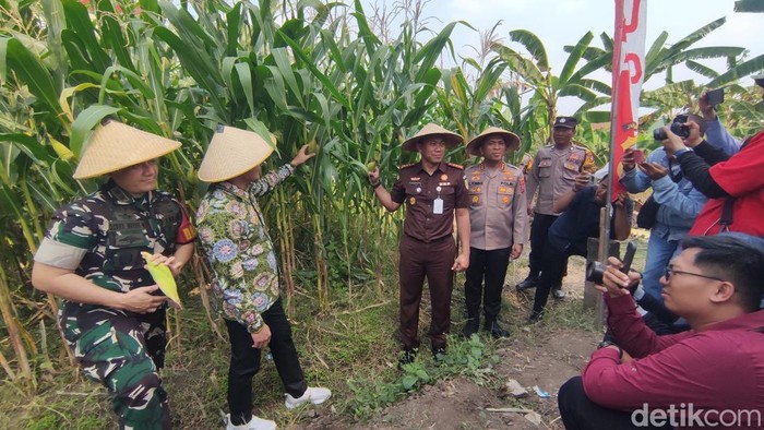 Forkopimda Sidoarjo gelar panen raya jagung