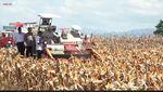 Gaya Prabowo, Turun Lapangan Panen Jagung