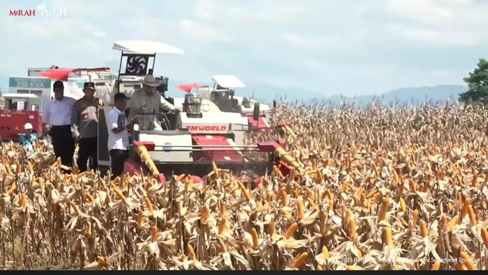 Presiden Prabowo Subianto menunjukkan komitmennya terhadap ketahanan pangan nasional dengan turun langsung ke lapangan meninjau panen raya jagung di Bengkayang, Kalimantan Barat, Kamis (5/6/2025). Dalam kunjungan itu, ia menyampaikan target ambisius: Indonesia tidak akan mengimpor jagung lagi mulai tahun 2026.