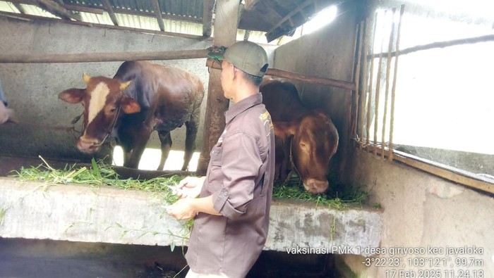 Hewan kurban di Musi Rawas dilakukan pengecekan kesehatan.