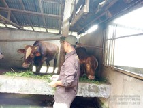 Pemkab Cek Kesehatan Hewan Kurban di Musi Rawas, Begini Hasilnya