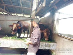 Pemkab Cek Kesehatan Hewan Kurban di Musi Rawas, Begini Hasilnya