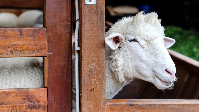 Close up shot of a lamb  for eid al adha sacrifice, staying inside the farm fence