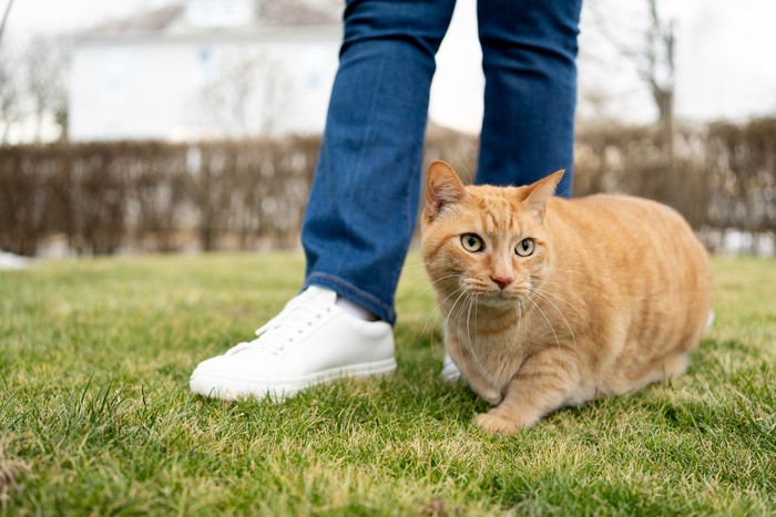 Woman close to her ginger cat outdoors in a grass area