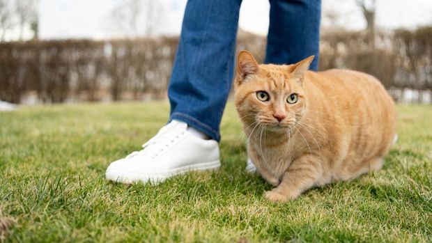 Woman close to her ginger cat outdoors in a grass area