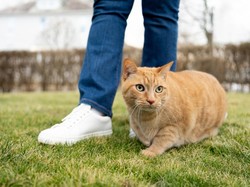 Cerai, Pria Ini Harus Bayar Rp 3,9 Juta Tiap Bulan Untuk Nafkah Kucing