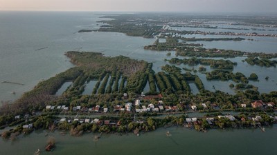 Indonesia Kehilangan 19 Ribu Hektare Hutan Mangrove Setiap Tahun