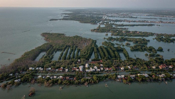 Kondisi pohon mangrove yang mati meranggas di pesisir Desa Bedono, Kecamatan Sayung, Kabupaten Demak, Jawa Tengah Rabu (4/6/2025). Menurut data Kementerian Lingkungan Hidup (KLH)/Badan Pengendalian Lingkungan Hidup (BPLH), hutan mangrove Indonesia seluas 3,44 juta hektare atau 23 persen dari total 14,7 juta hektare mangrove di dunia setiap tahunnya kehilangan mangrove sekitar 19.501 hektare, di antaranya karena ancaman alih fungsi lahan, penebangan liar, polusi limbah, polusi plastik, kenaikan permukaan lautan, perubahan pola curah hujan dan peningkatan suhu akibat krisis iklim. ANTARA FOTO/Aji Styawan