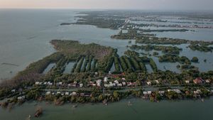 Indonesia Kehilangan 19 Ribu Hektare Hutan Mangrove Setiap Tahun