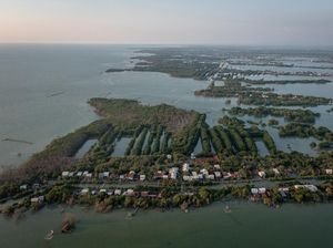 Indonesia Kehilangan 19 Ribu Hektare Hutan Mangrove Setiap Tahun