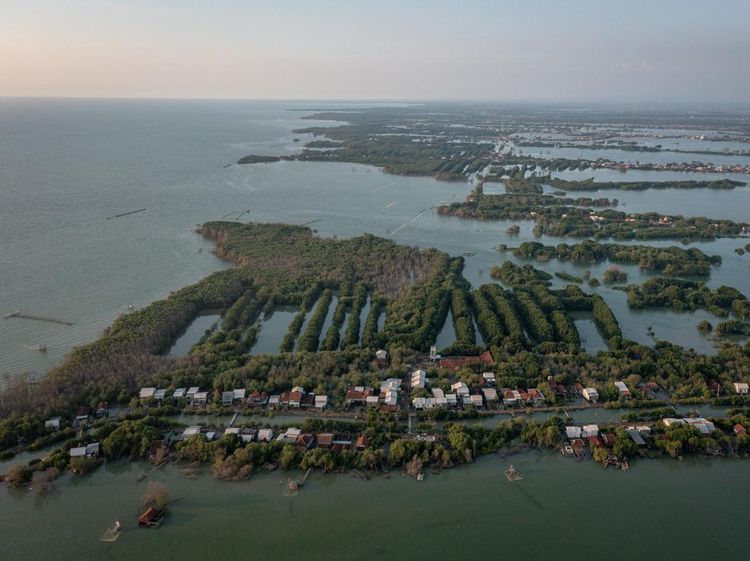 Indonesia Kehilangan 19 Ribu Hektare Hutan Mangrove Setiap Tahun