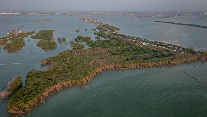 Kondisi pohon mangrove yang mati meranggas di pesisir Desa Bedono, Kecamatan Sayung, Kabupaten Demak, Jawa Tengah Rabu (4/6/2025). Menurut data Kementerian Lingkungan Hidup (KLH)/Badan Pengendalian Lingkungan Hidup (BPLH), hutan mangrove Indonesia seluas 3,44 juta hektare atau 23 persen dari total 14,7 juta hektare mangrove di dunia setiap tahunnya kehilangan mangrove sekitar 19.501 hektare, di antaranya karena ancaman alih fungsi lahan, penebangan liar, polusi limbah, polusi plastik, kenaikan permukaan lautan, perubahan pola curah hujan dan peningkatan suhu akibat krisis iklim. ANTARA FOTO/Aji Styawan